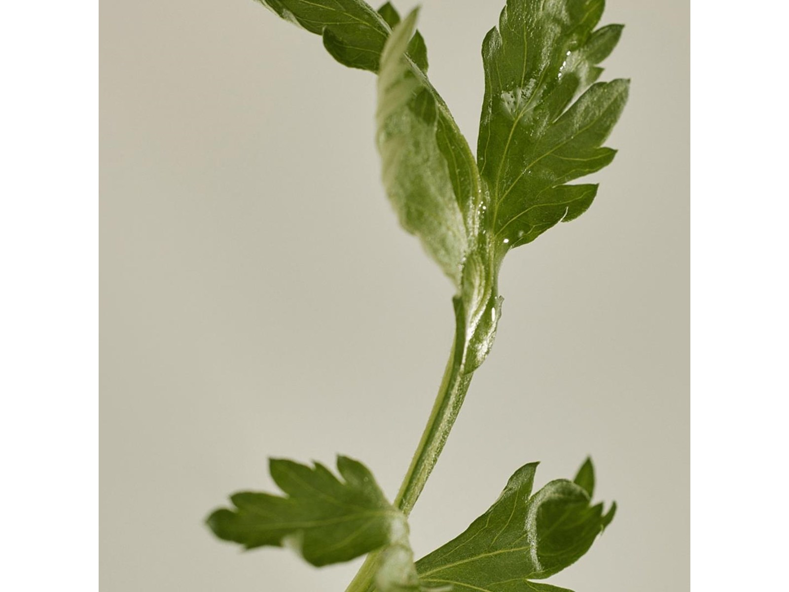 Beauty of Joseon - Matte Sun Stick Mugwort + Camelia SPF 50+ PA++++