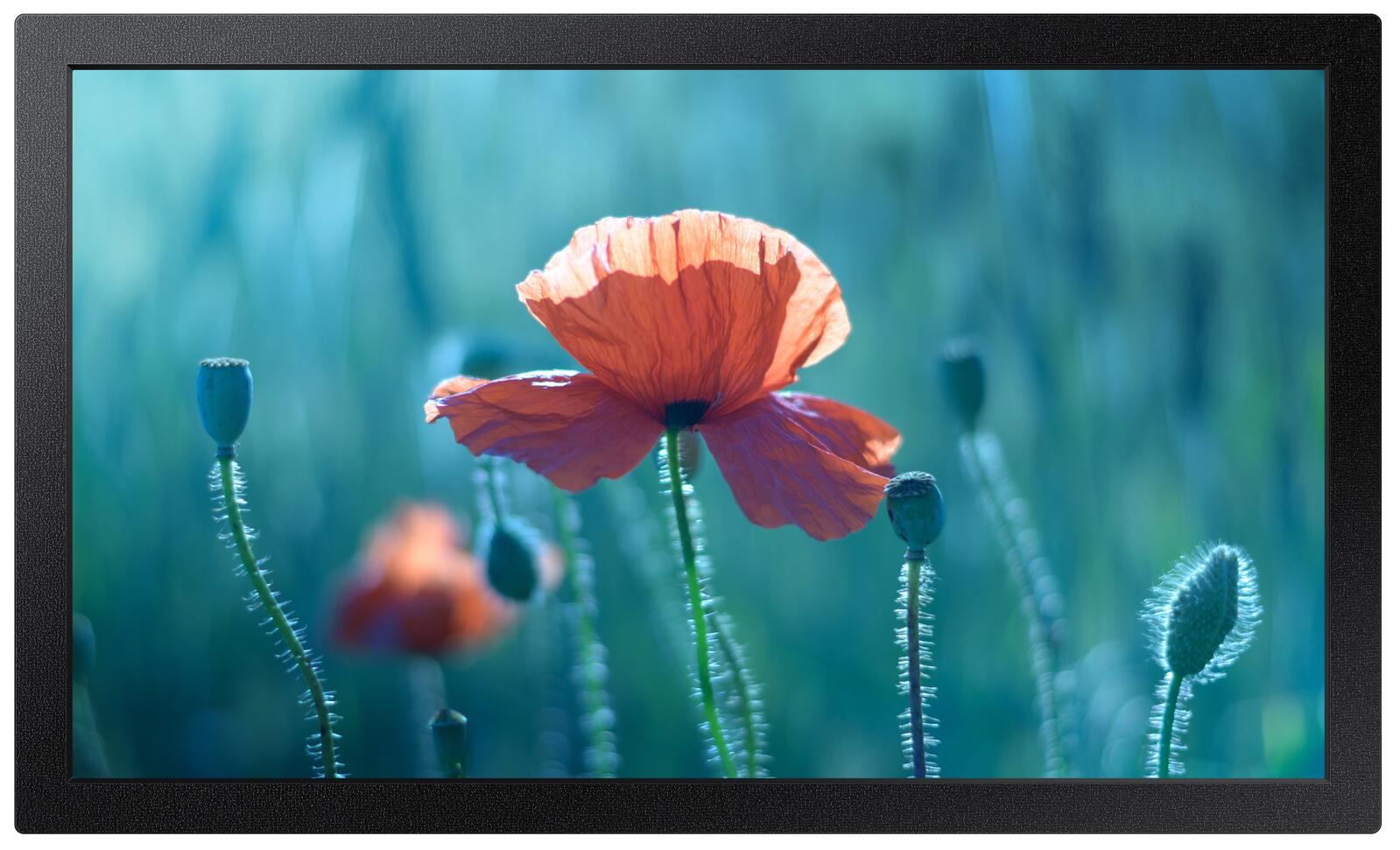 Samsung QB13R-M Smart Signage Display 33,7 cm 13,27 Zoll
