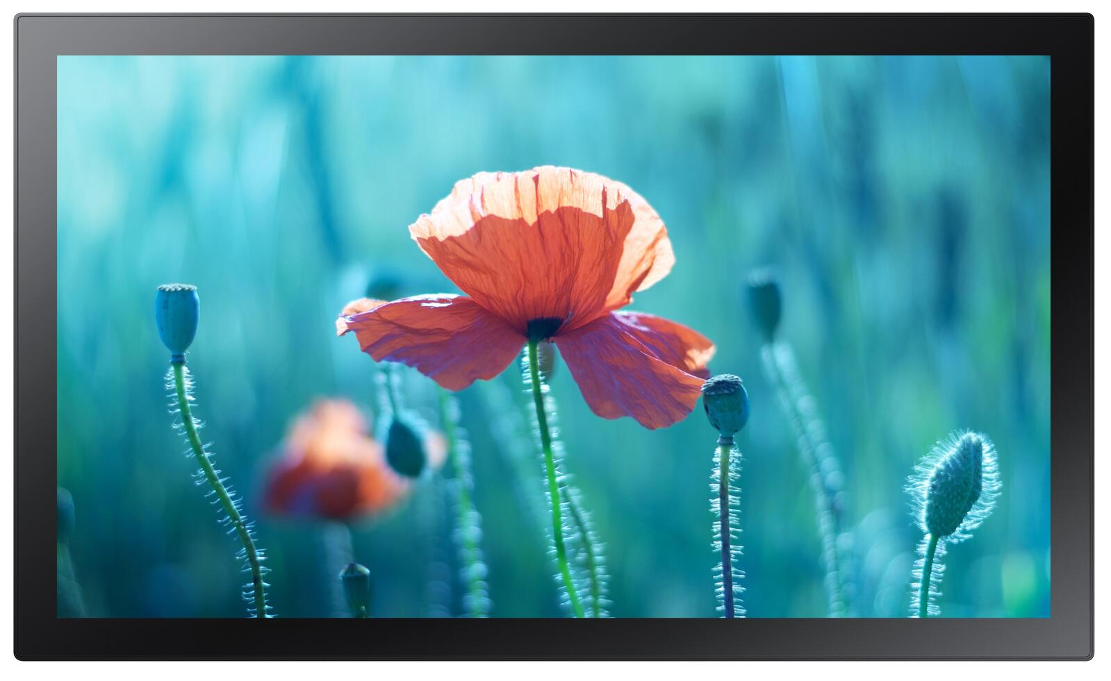 Samsung QB13R-TM Smart Signage Touch Display 33,7 cm 13,27 Zoll