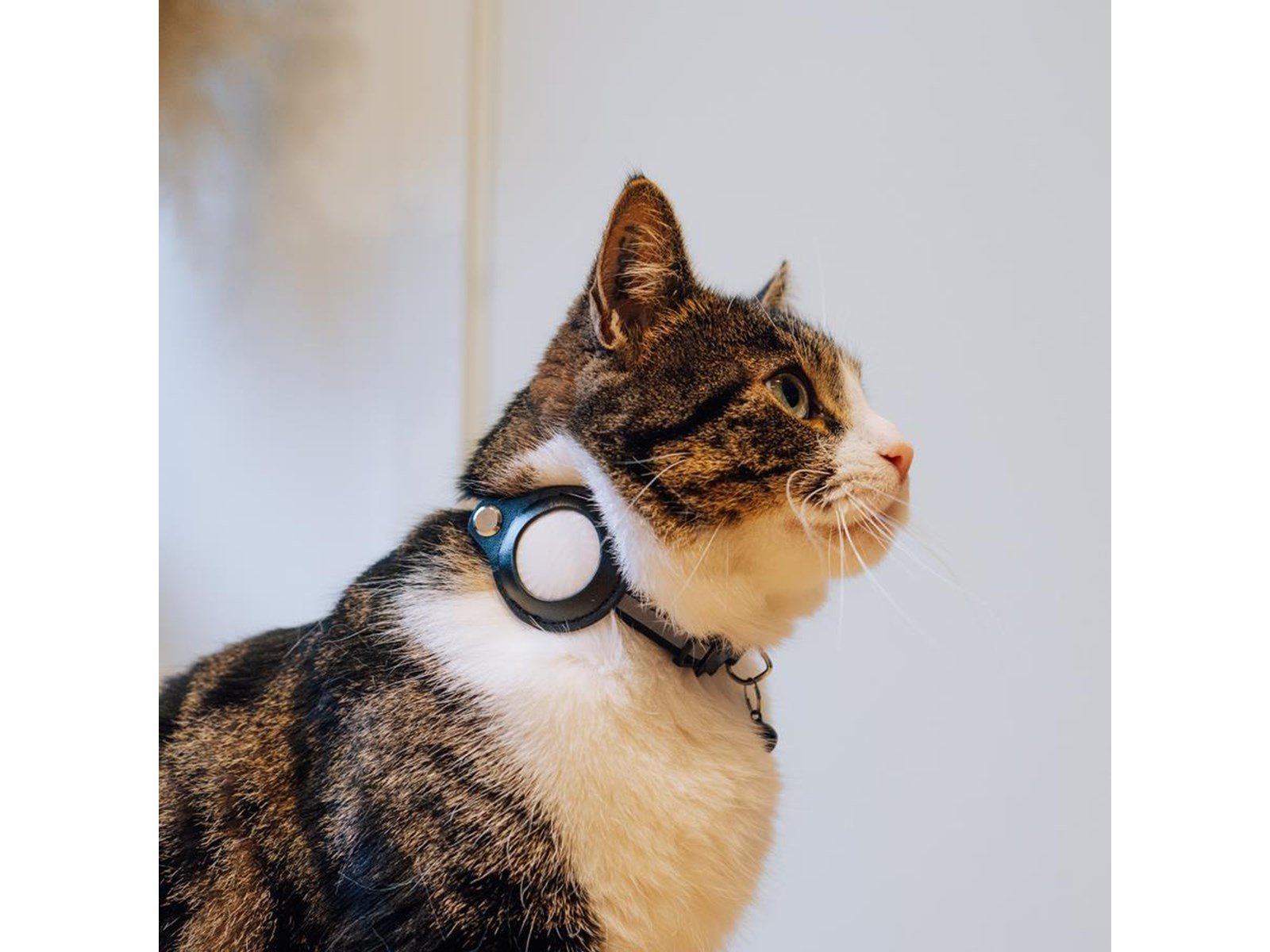 Lippa Collar for Cats and Dogs 22-32 cm Black