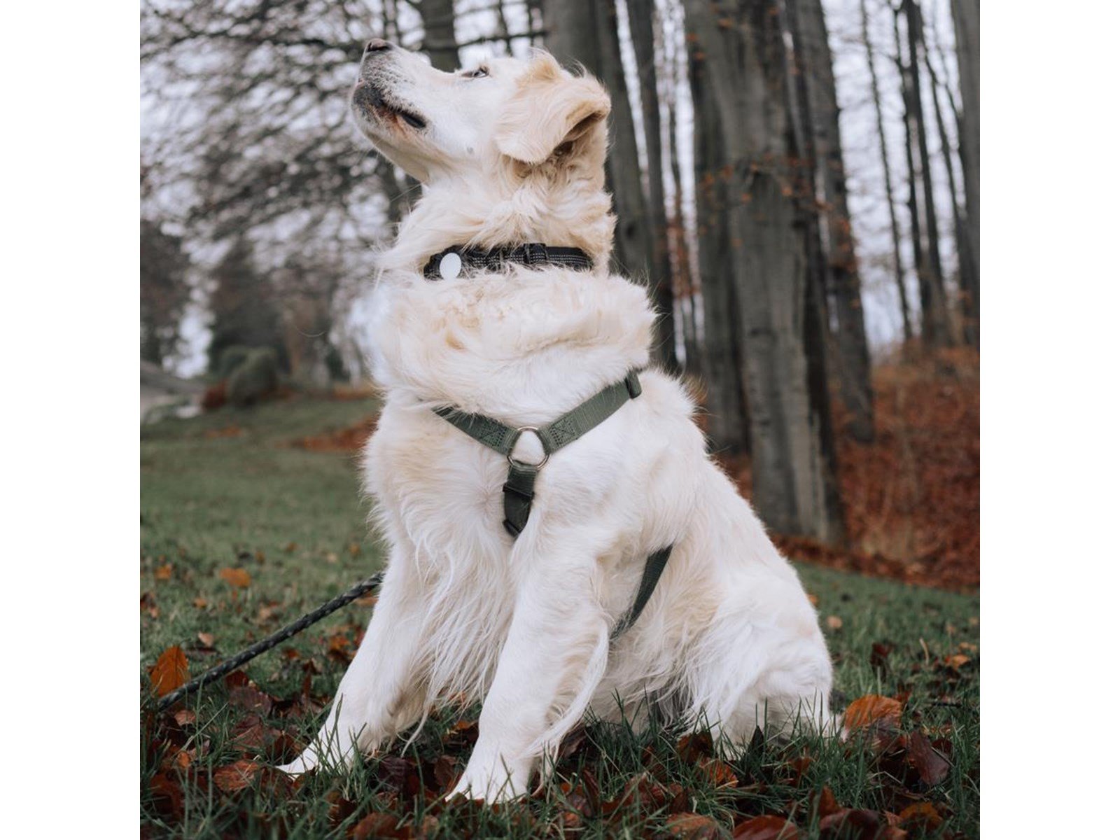 Lippa AirTag Ortungshalsband für Hunde Schwarz Größe: Mittel 38-48,5cm
