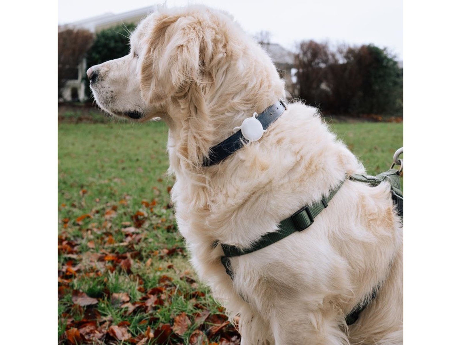 Lippa Collar Holder for AirTag and Smart Finder - White