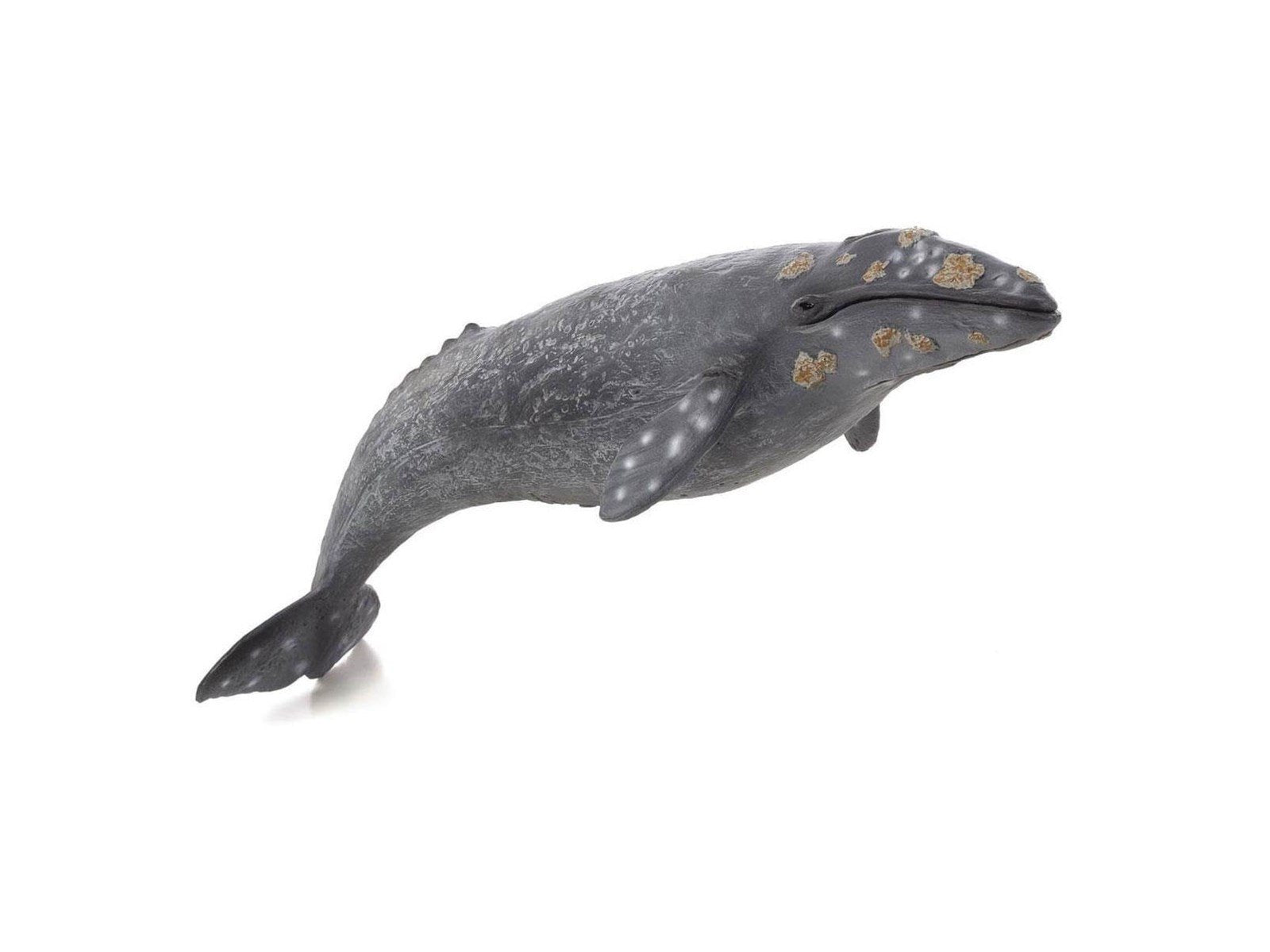 Mojo Sealife - Gray Whale