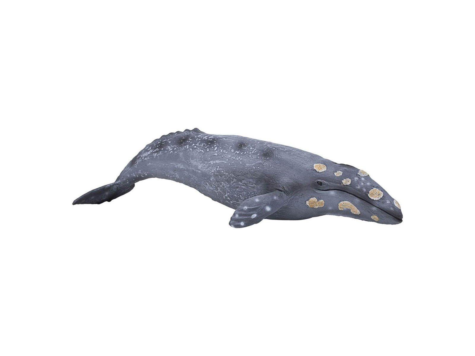 Mojo Sealife - Gray Whale