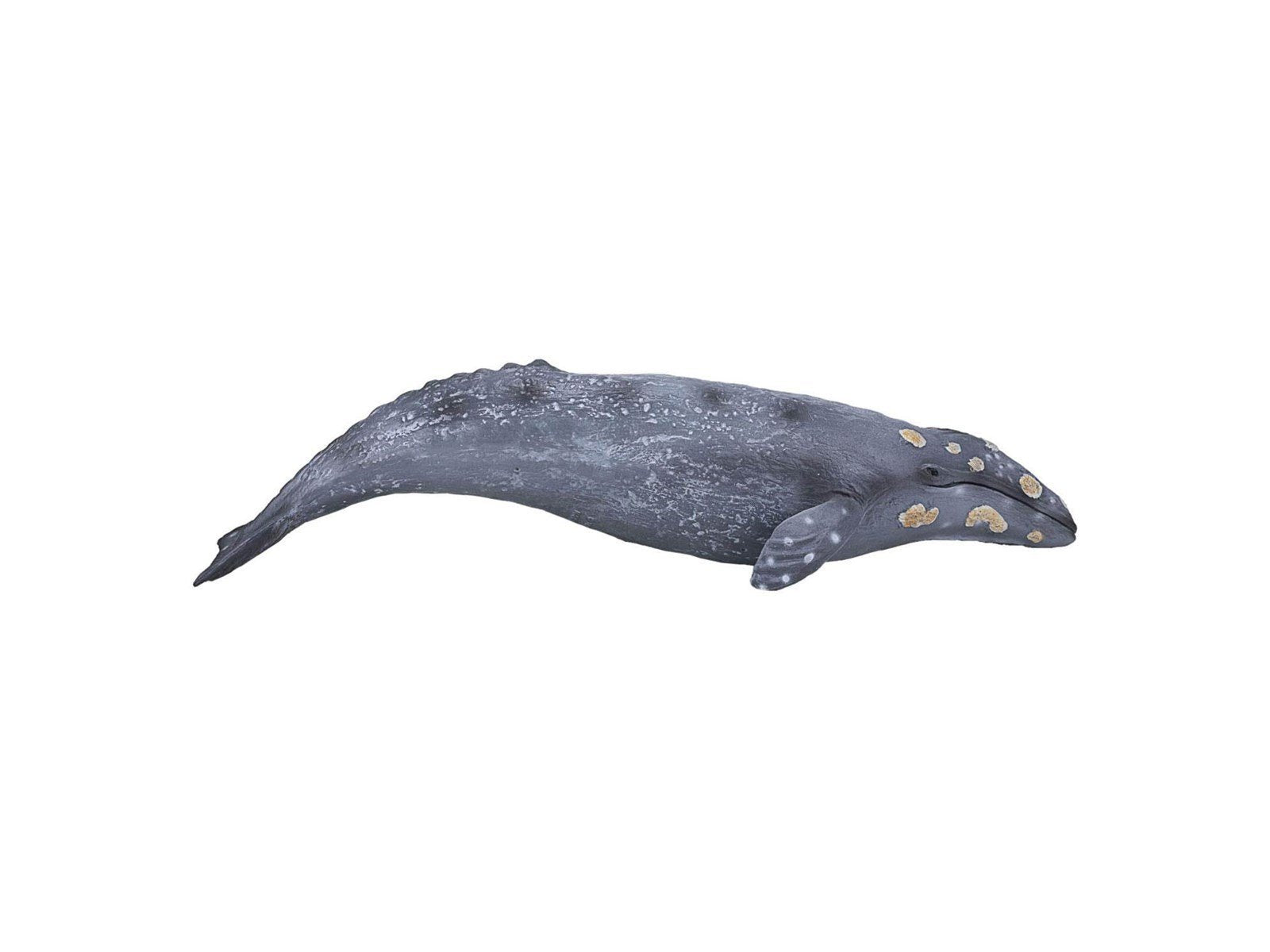 Mojo Sealife - Gray Whale