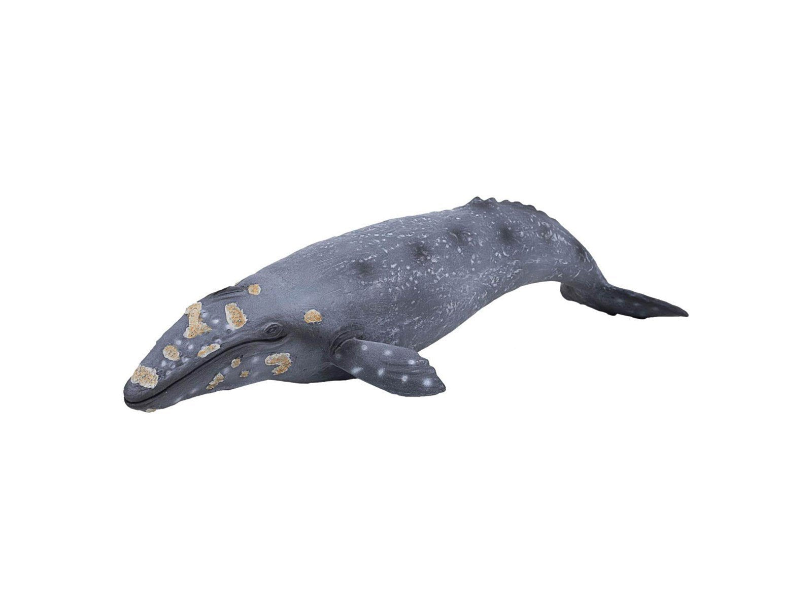 Mojo Sealife - Gray Whale