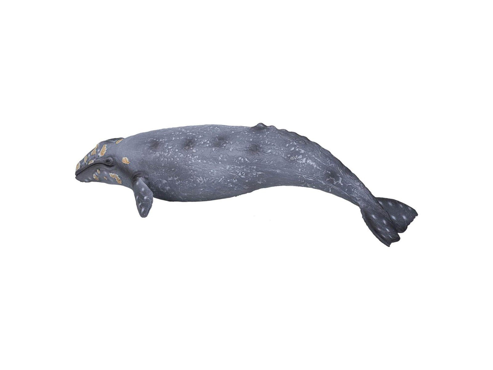 Mojo Sealife - Gray Whale