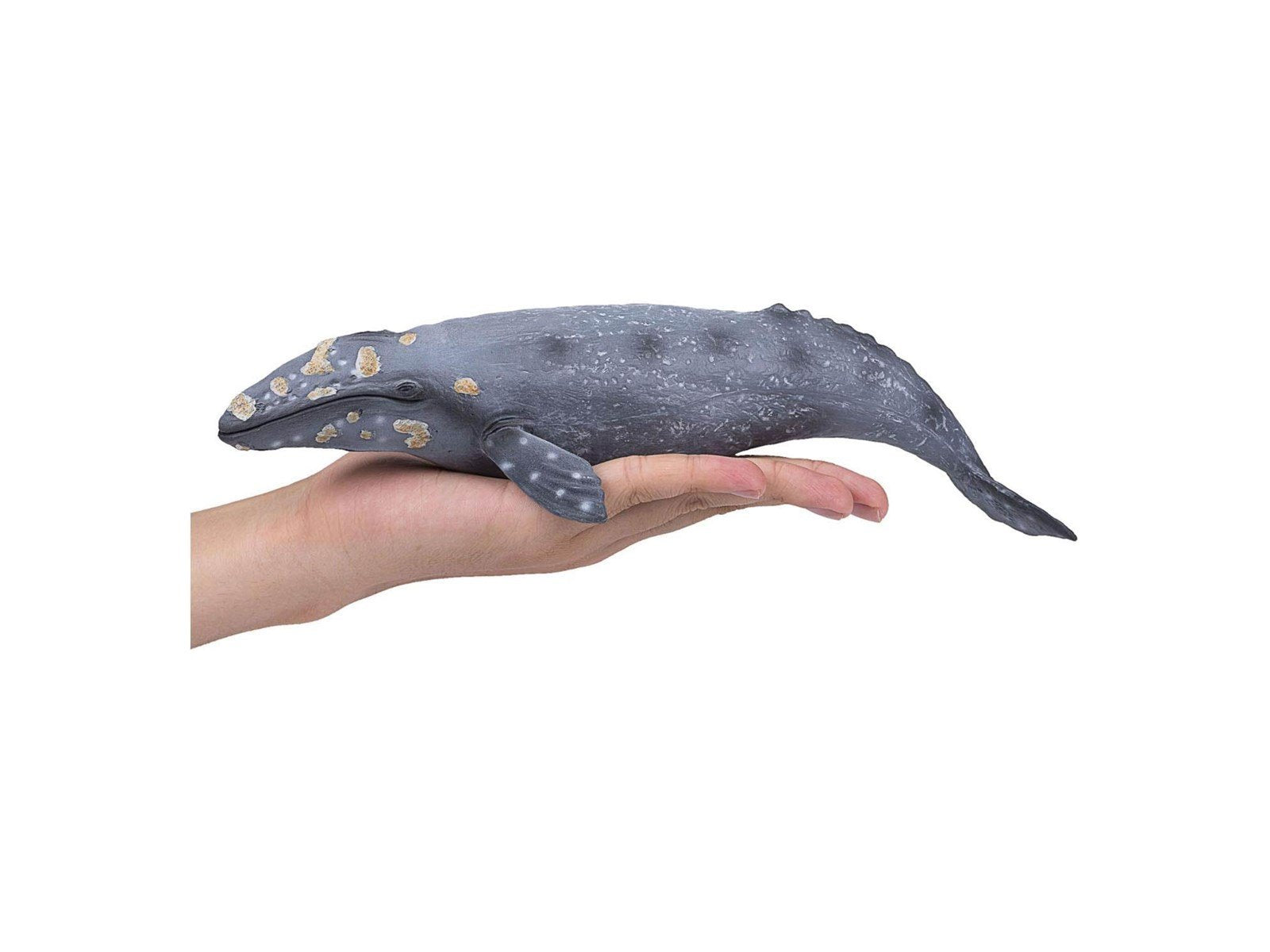Mojo Sealife - Gray Whale