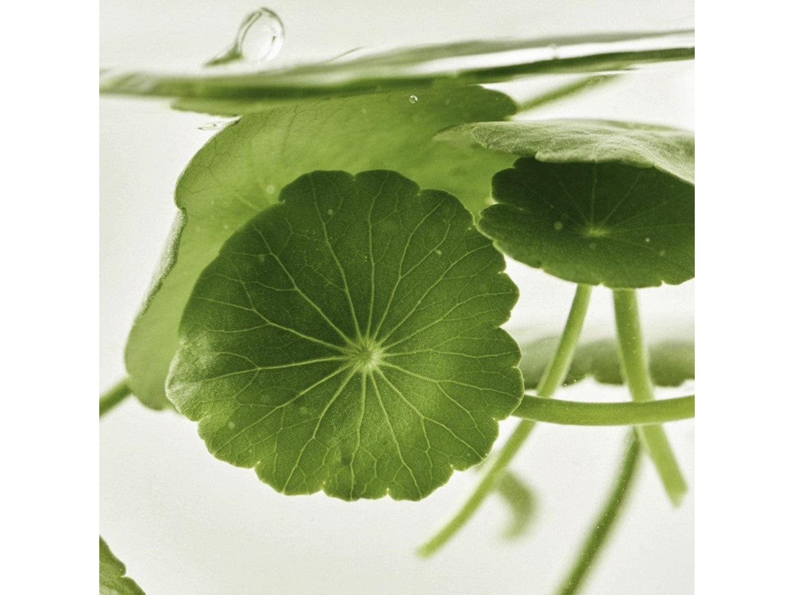 Beauty of Joseon Light On Serum: Centella + Vita 30 ml