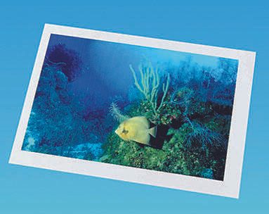 AVERY Zweckform Kopierfolien 3555 transparent