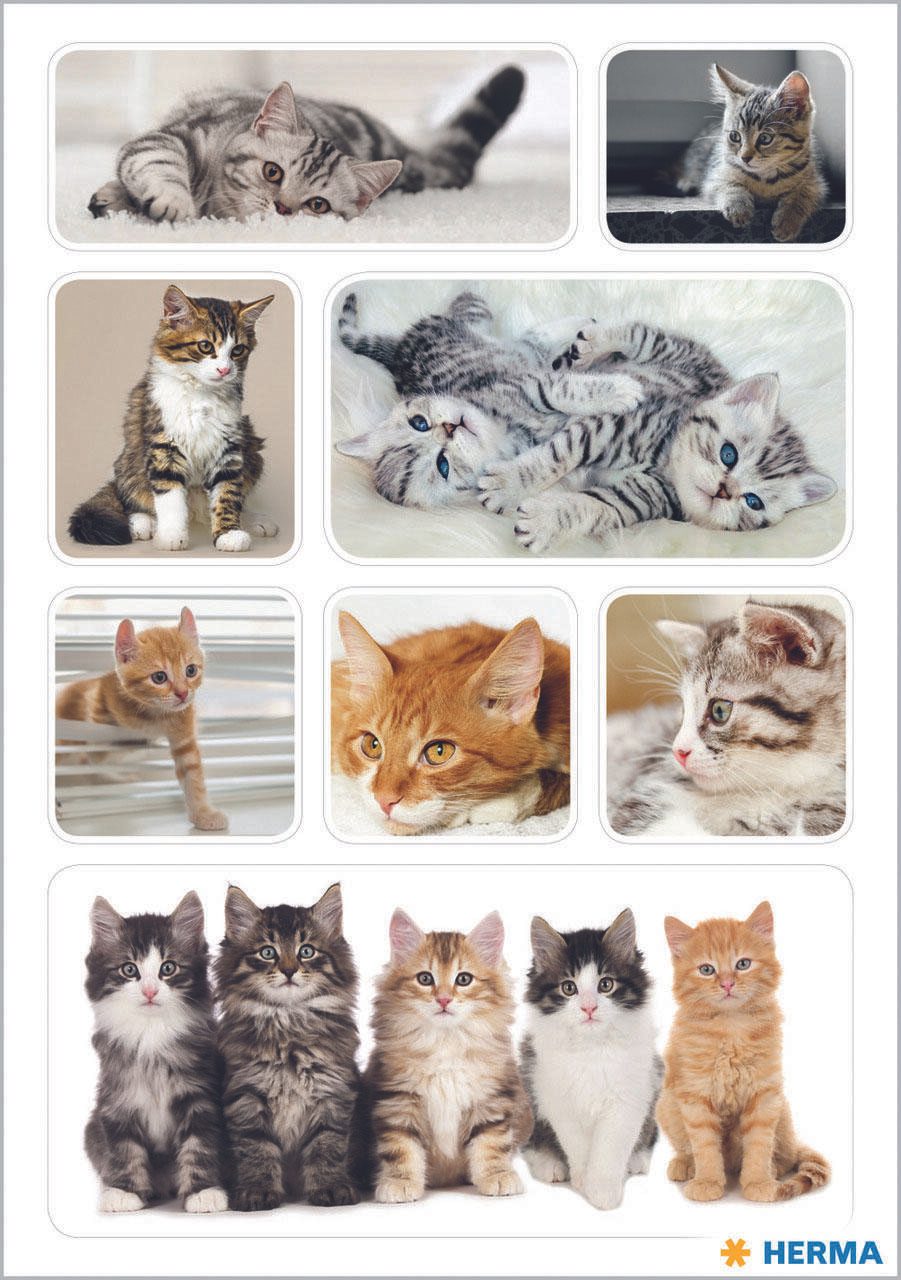 HERMA Aufkleber Katzen