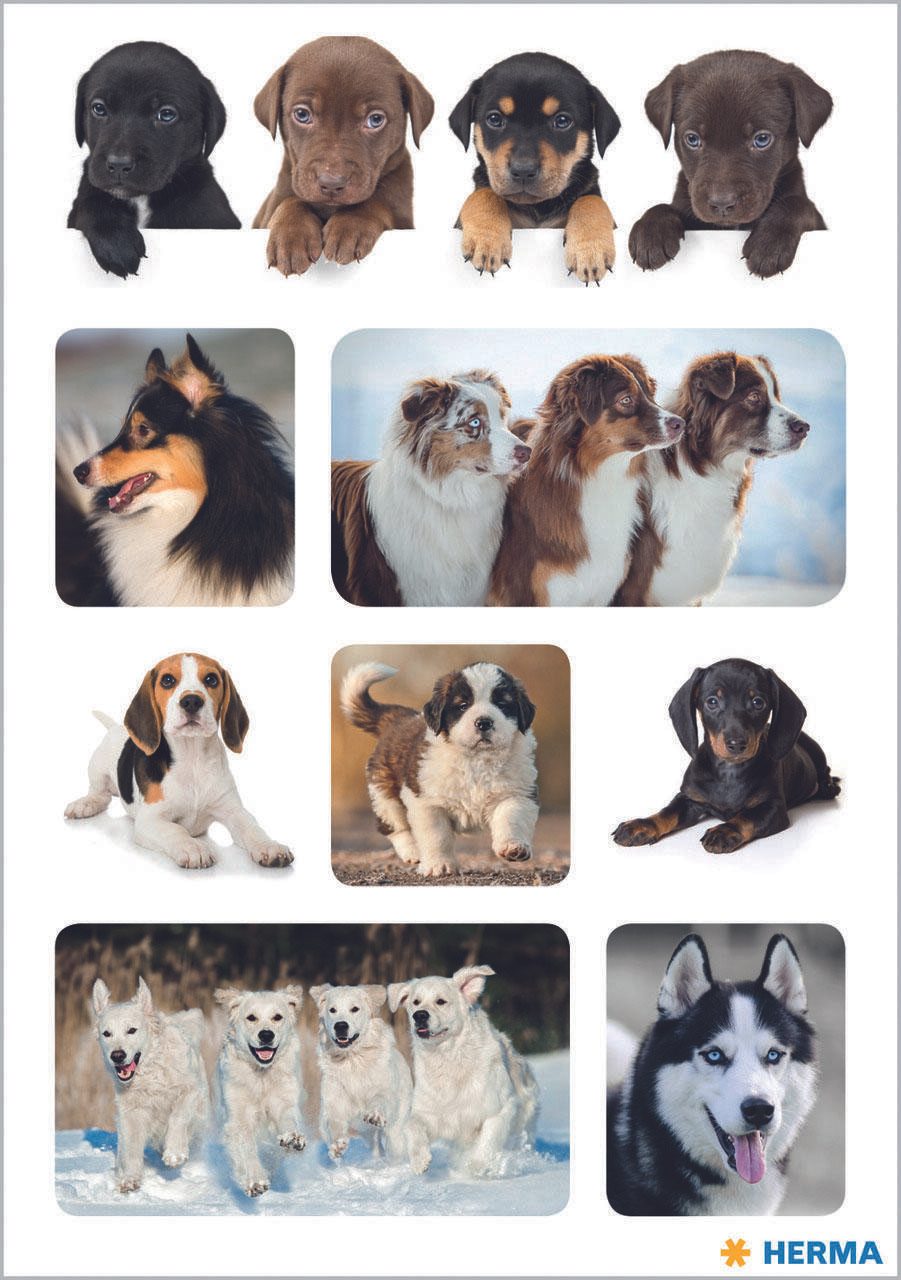 HERMA Aufkleber Hunde