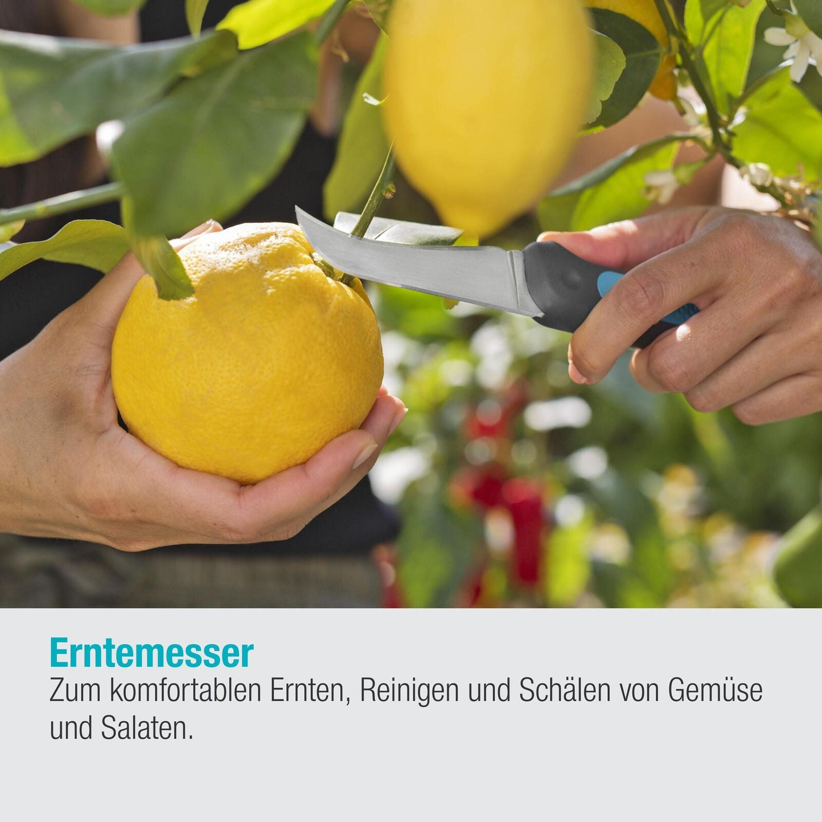 GARDENA VeggieCut Gartenmesser 3.8 cm mintgrün, schwarz